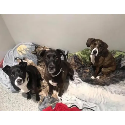 Three dogs sitting on dog beds